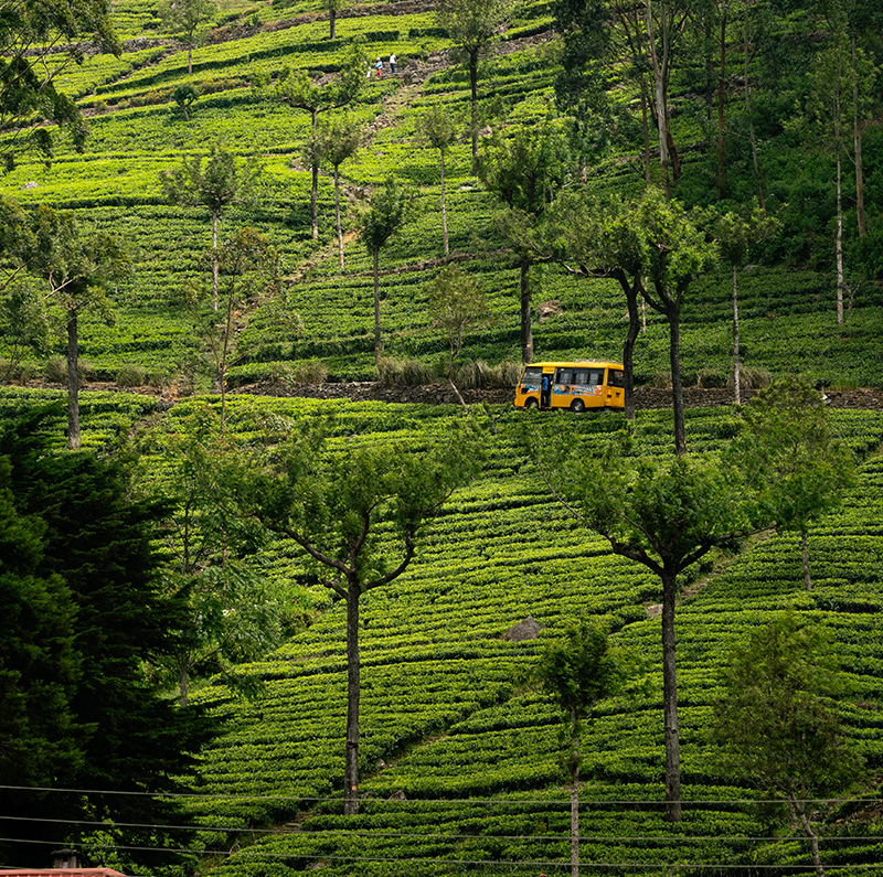 Hill Country Tea Estate