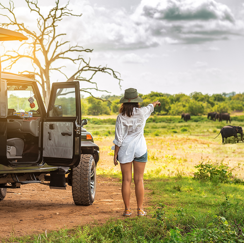 Wildlife Nature Safaris