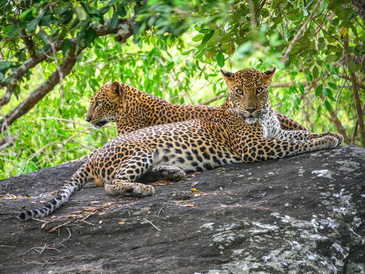 Sri Lankan leopard walking through Yala National Park