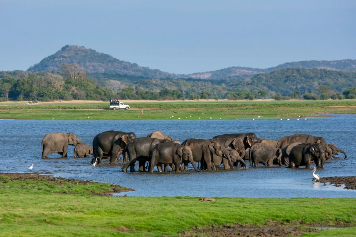 Elephant herd gathering at a lake in Sri Lanka