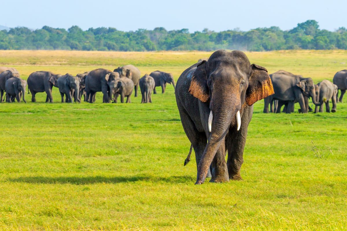 Wild elephants in a Sri Lankan national park