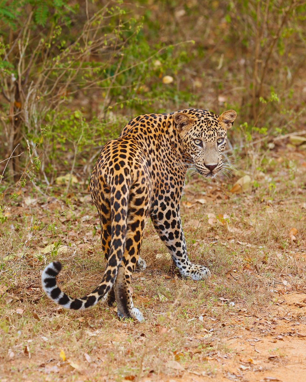 Sri Lankan leopard in Yala National Park