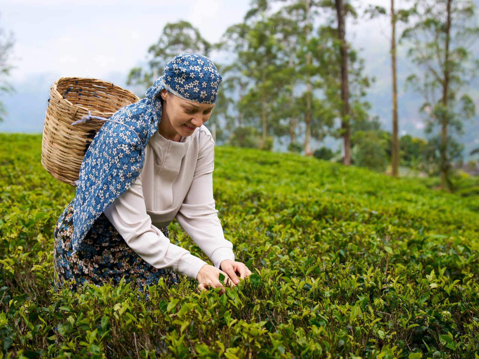 Traveller picking tea leaves in a lush Sri Lankan tea plantation.