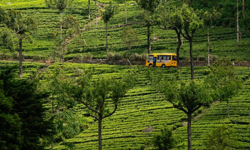 Hill Country & Tea Estate