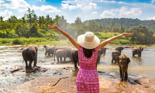 Woman,Tourist,Looking,At,Herd,Of,Elephants,At,The,Elephant
