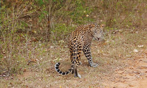 yala-r9r9zcubgxkvbs3u2jy12t7jz8exav6v305kc49goo